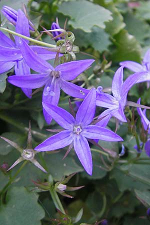 Campanula poscharskyana \ Kriechende Stern-Glockenblume, Hngepolster-Glockenblume / Serbian Bellflower, D Mannheim 31.10.2010