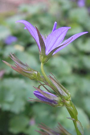 Campanula poscharskyana \ Kriechende Stern-Glockenblume, Hngepolster-Glockenblume / Serbian Bellflower, D Mannheim 31.10.2010