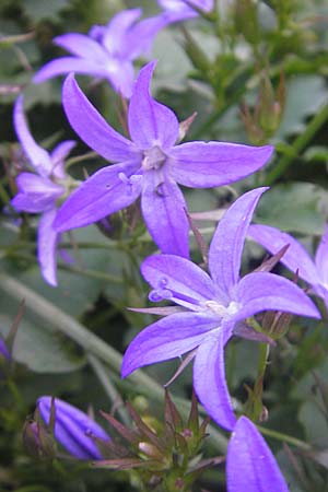 Campanula poscharskyana \ Kriechende Stern-Glockenblume, Hngepolster-Glockenblume / Serbian Bellflower, D Mannheim 31.10.2010