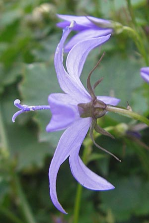 Campanula poscharskyana \ Kriechende Stern-Glockenblume, Hngepolster-Glockenblume / Serbian Bellflower, D Mannheim 31.10.2010