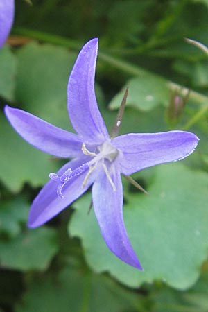 Campanula poscharskyana \ Kriechende Stern-Glockenblume, Hngepolster-Glockenblume / Serbian Bellflower, D Mannheim 31.10.2010
