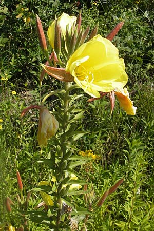 Oenothera glazioviana \ Rotkelchige Nachtkerze / Large-Flowered Evening Primrose, D Kehl 9.7.2011