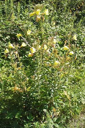 Oenothera glazioviana \ Rotkelchige Nachtkerze / Large-Flowered Evening Primrose, D Kehl 9.7.2011