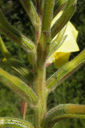 Oenothera glazioviana \ Rotkelchige Nachtkerze / Large-Flowered Evening Primrose, D Kehl 9.7.2011