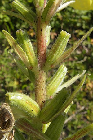Oenothera glazioviana \ Rotkelchige Nachtkerze / Large-Flowered Evening Primrose, D Kehl 9.7.2011