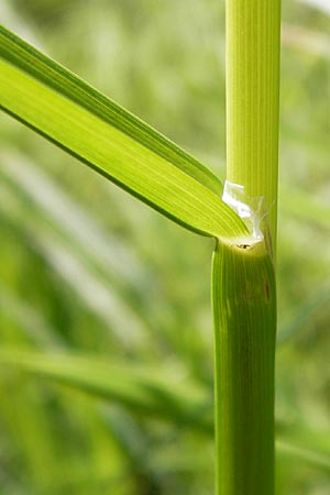 Glyceria fluitans \ Flutender Schwaden / Floating Sweet Grass, D Schwarzwald/Black-Forest, Kaltenbronn 30.6.2013