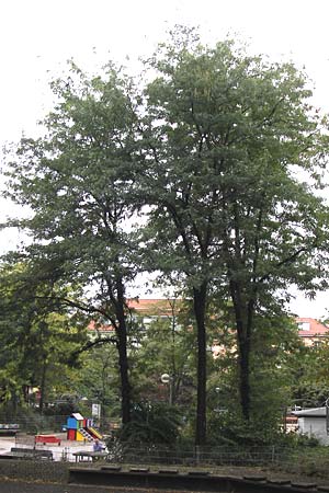 Gleditsia triacanthos \ Amerikanische Gleditschie, Lederhlsenbaum / Honey Locust, D Mannheim 15.9.2013