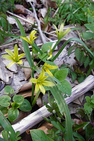 Gagea lutea \ Wald-Gelbstern / Star of Bethlehem, D Hassenbach 27.3.2014