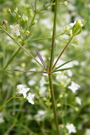 Galium pumilum \ Heide-Labkraut, Zierliches Labkraut / Slender Bedstraw, D Irndorfer Hardt 8.7.2014