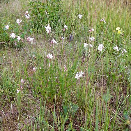 Oenothera lindheimeri \ Pr&auml;rie-Prachtkerze / Bee Blossom, Whirling Butterflies, D Mannheim 16.7.2014