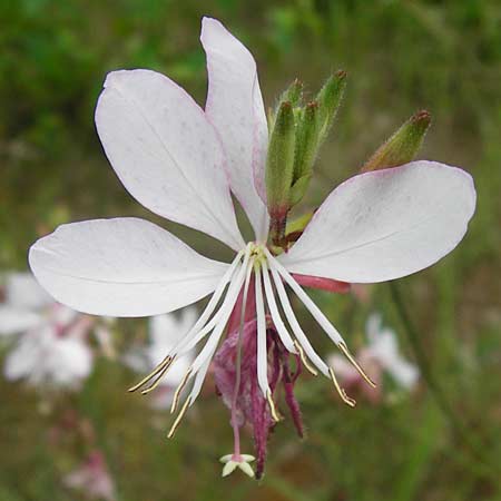 Oenothera lindheimeri \ Pr&auml;rie-Prachtkerze / Bee Blossom, Whirling Butterflies, D Mannheim 16.7.2014