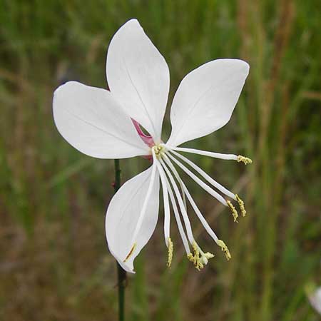 Oenothera lindheimeri \ Pr&auml;rie-Prachtkerze / Bee Blossom, Whirling Butterflies, D Mannheim 16.7.2014