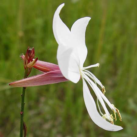Oenothera lindheimeri \ Pr&auml;rie-Prachtkerze / Bee Blossom, Whirling Butterflies, D Mannheim 16.7.2014
