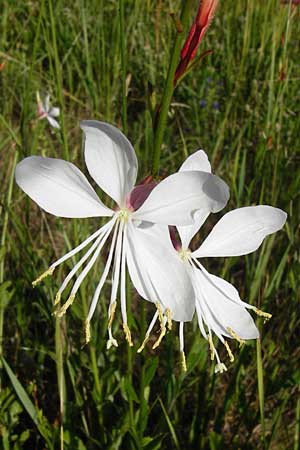Oenothera lindheimeri \ Pr&auml;rie-Prachtkerze / Bee Blossom, Whirling Butterflies, D Mannheim 23.7.2014