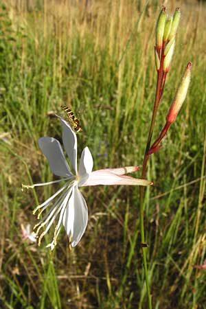 Oenothera lindheimeri \ Pr&auml;rie-Prachtkerze / Bee Blossom, Whirling Butterflies, D Mannheim 23.7.2014