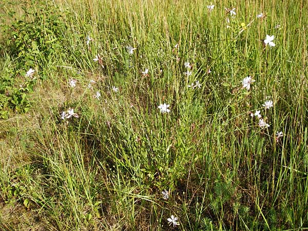 Oenothera lindheimeri \ Pr&auml;rie-Prachtkerze / Bee Blossom, Whirling Butterflies, D Mannheim 23.7.2014