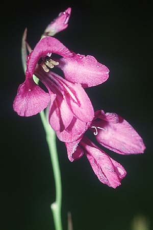 Gladiolus palustris \ Sumpf-Gladiole / Marsh Gladiolus, D Augsburg 10.7.2004