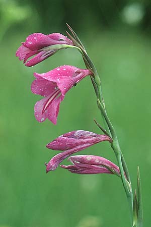 Gladiolus palustris \ Sumpf-Gladiole / Marsh Gladiolus, D Augsburg 10.7.2004
