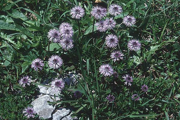 Globularia cordifolia \ Herzblttrige Kugelblume / Leather-Leaf Powder-Puff, D Geigelstein 8.7.1995