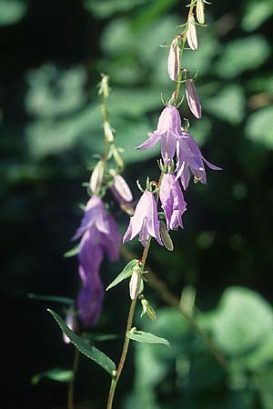 Campanula rapunculoides \ Acker-Glockenblume / Creeping Bellflower, D Deggingen 16.7.2005