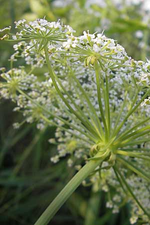 Sium latifolium \ Groer Merk, Breitblttriger Merk / Greater Water Parsnip, D Bad Nauheim 20.7.2009