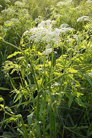 Sium latifolium \ Groer Merk, Breitblttriger Merk / Greater Water Parsnip, D Bad Nauheim 20.7.2009