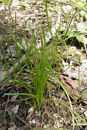 Gagea minima \ Kleiner Gelbstern / Small Star of Bethlehem, D Taunus, Eppenhain 10.4.2010