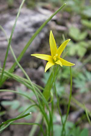 Gagea minima \ Kleiner Gelbstern / Small Star of Bethlehem, D Taunus, Eppenhain 10.4.2010