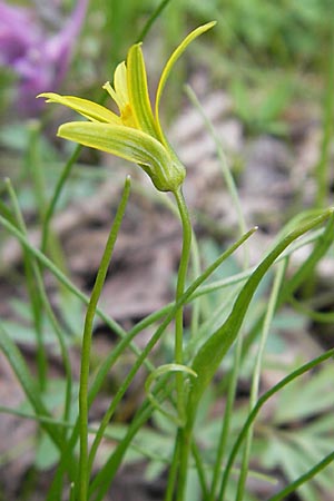 Gagea minima \ Kleiner Gelbstern / Small Star of Bethlehem, D Taunus, Eppenhain 10.4.2010