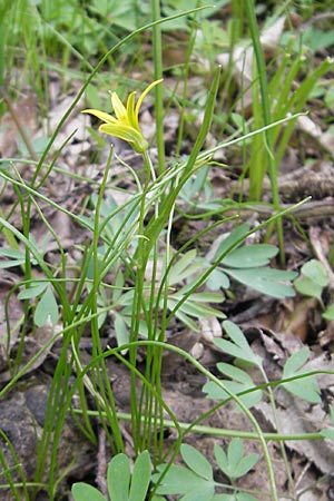 Gagea minima \ Kleiner Gelbstern / Small Star of Bethlehem, D Taunus, Eppenhain 10.4.2010