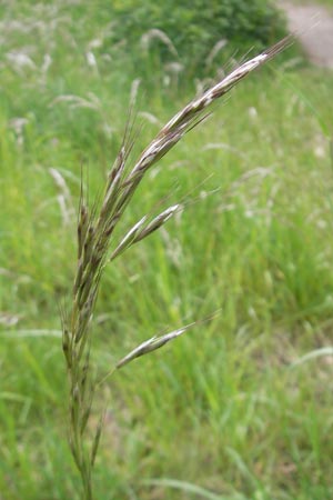 Helictotrichon pubescens \ Flaumiger Wiesenhafer / Downy Alpine Oat Grass, D Mainz 15.5.2010