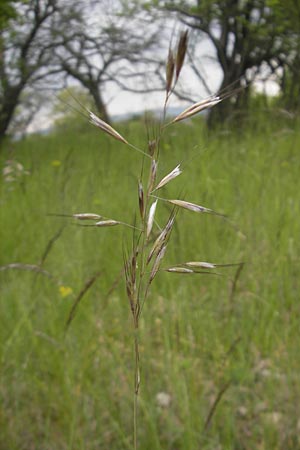 Helictotrichon pubescens \ Flaumiger Wiesenhafer / Downy Alpine Oat Grass, D Mainz 15.5.2010