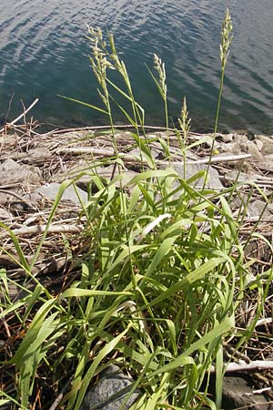 Phalaris arundinacea \ Rohr-Glanzgras / Red Canary Grass, D Mannheim 15.5.2011
