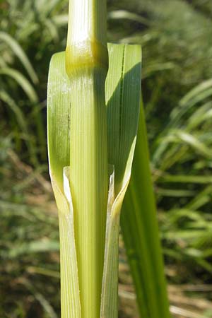 Glyceria maxima \ Wasser-Schwaden / Reed Manna Grass, Reed Sweet Grass, D Groß-Gerau 4.7.2013