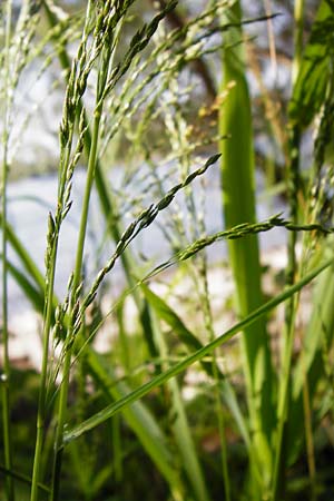 Poa palustris \ Sumpf-Rispengras / Swamp Meadow Grass, D Mannheim 7.6.2014