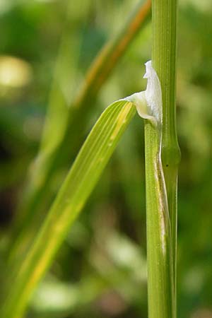 Poa palustris \ Sumpf-Rispengras / Swamp Meadow Grass, D Mannheim 7.6.2014
