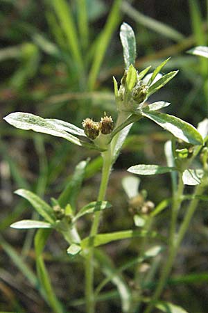 Gnaphalium uliginosum \ Sumpf-Ruhrkraut / Marsh Cudweed, D Mörfelden-Walldorf 6.8.2007
