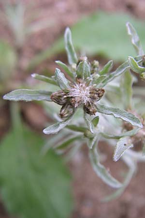 Gnaphalium uliginosum \ Sumpf-Ruhrkraut / Marsh Cudweed, D Rheinstetten-Silberstreifen 23.8.2008