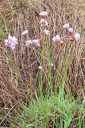 Armeria maritima subsp. purpurea \ Purpur-Grasnelke, Ried-Nelke / Purple Thrift, D Memmingen 22.5.2009