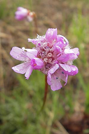 Armeria maritima subsp. purpurea \ Purpur-Grasnelke, Ried-Nelke / Purple Thrift, D Memmingen 22.5.2009