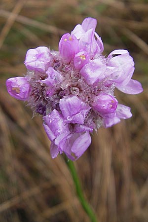 Armeria maritima subsp. purpurea \ Purpur-Grasnelke, Ried-Nelke / Purple Thrift, D Memmingen 22.5.2009
