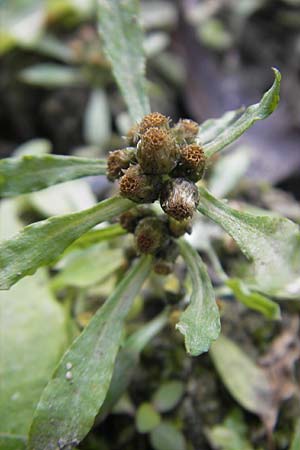 Gnaphalium uliginosum \ Sumpf-Ruhrkraut / Marsh Cudweed, D Groß-Gerau 21.10.2009