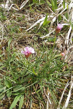 Armeria maritima subsp. halleri \ Galmei-Grasnelke / Calaminarian Thrift, D Stolberg 30.4.2012