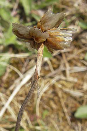 Armeria maritima subsp. halleri \ Galmei-Grasnelke / Calaminarian Thrift, D Stolberg 30.4.2012