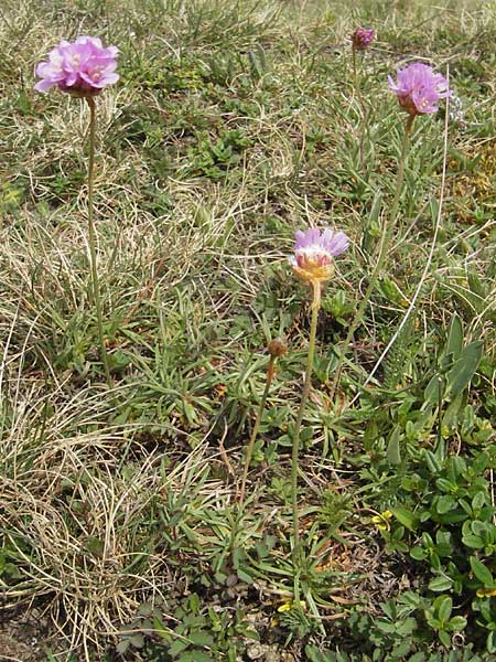 Armeria maritima subsp. halleri \ Galmei-Grasnelke / Calaminarian Thrift, D Stolberg 30.4.2012