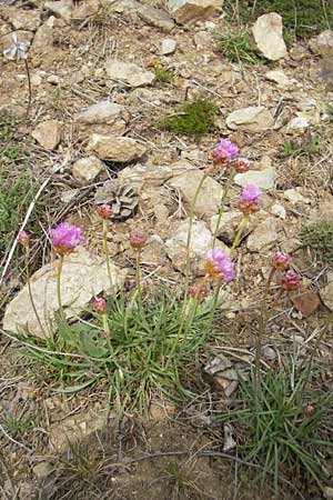Armeria maritima subsp. halleri \ Galmei-Grasnelke / Calaminarian Thrift, D Stolberg 30.4.2012