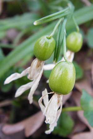 Galanthus nivalis \ Echtes Schneeglckchen / Snowdrop, D Heppenheim 17.3.2014