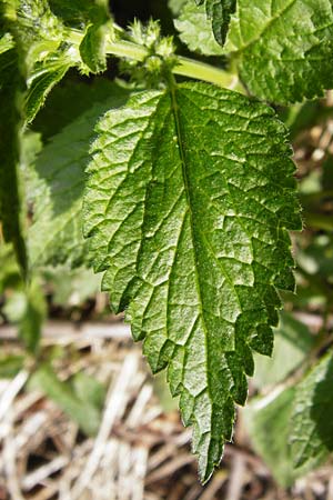 Lamium montanum \ Berg-Goldnessel / Mountain Yellow Archangel, D Obernzell an der Donau 30.3.2014