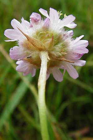Armeria maritima subsp. elongata \ Sand-Grasnelke / Tall Thrift, D Bensheim 12.10.2014