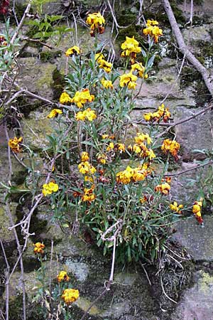 Erysimum cheiri \ Goldlack / Wallflower, D Mannheim-Seckenheim 1.5.2008